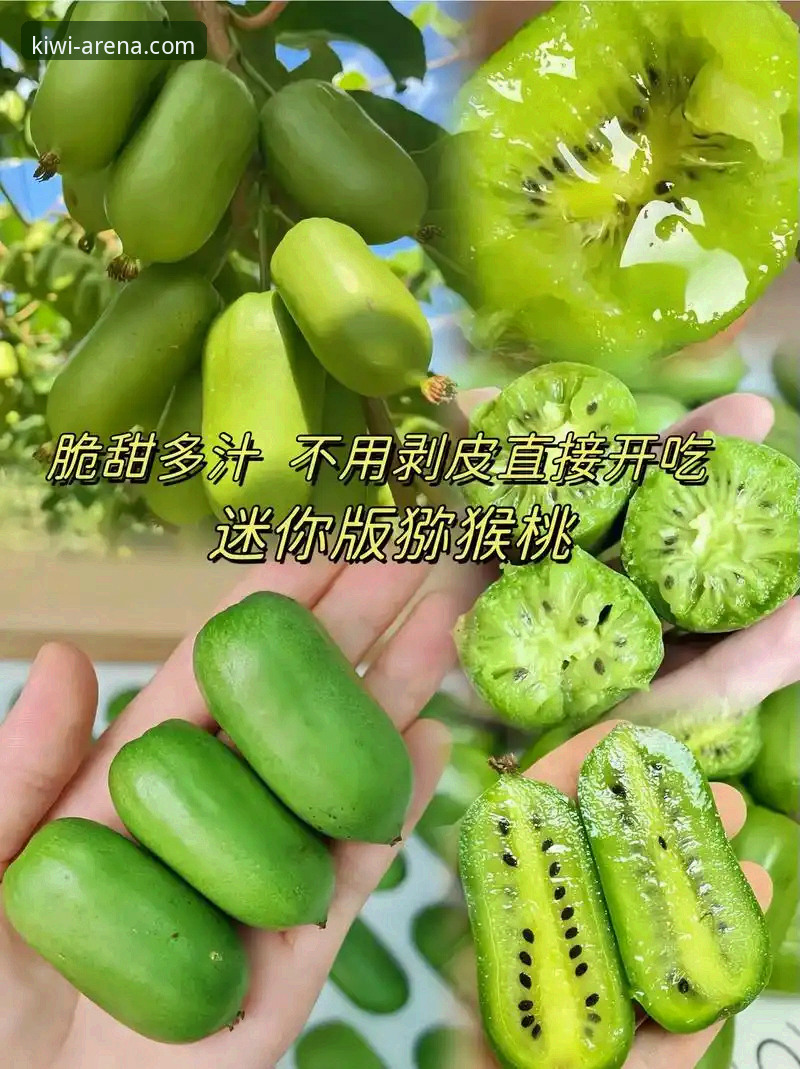 奇异果体育安全吗 奇异果体育安全吗?2026新版下载安装与使用全教程